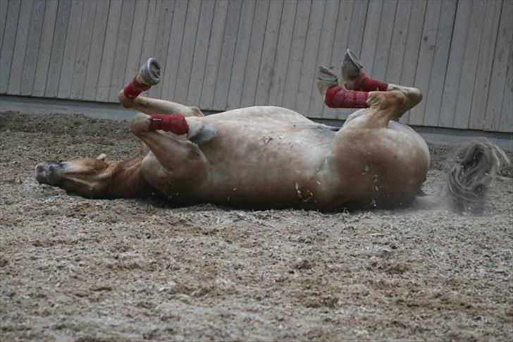 Haflinger Kong Fu - 12.06.2010 billede 14