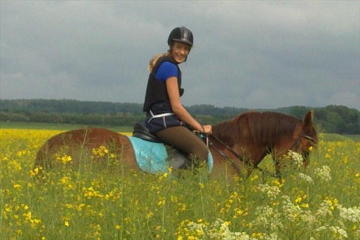 Traver Nete (Solgt) R.I.P :( - Ude og ride tur den 9/6-2010 :) billede 14