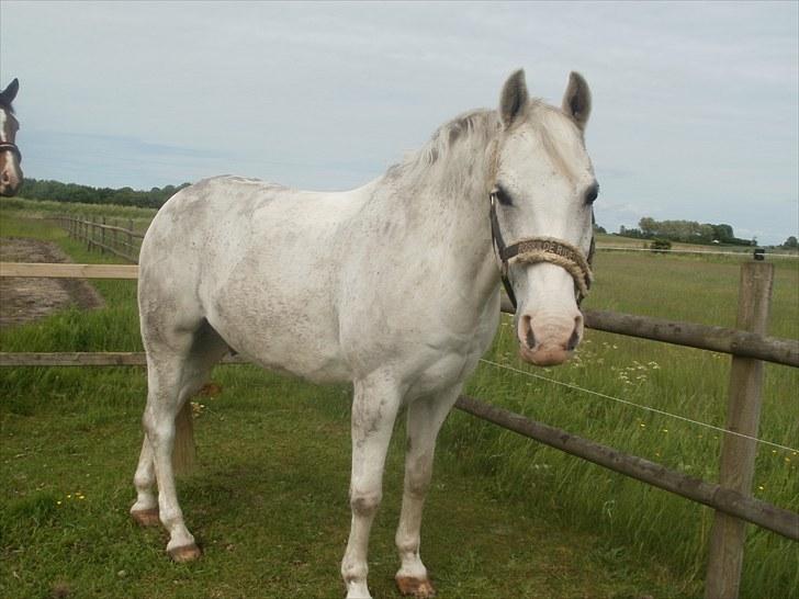 Welsh Partbred (Sec F) West Side Pride Poet - Gammelt billede, Polle på fold billede 4
