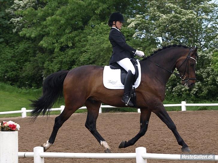 Dansk Varmblod Louies B billede 17