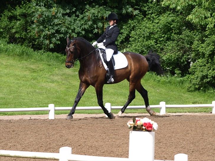 Dansk Varmblod Louies B billede 18