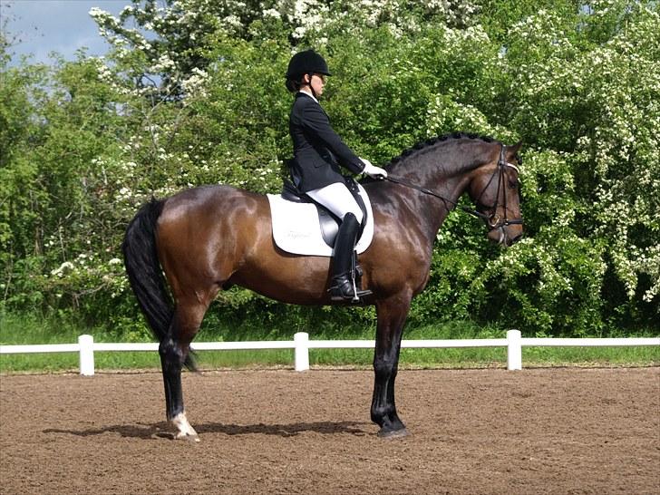 Dansk Varmblod Louies B billede 19