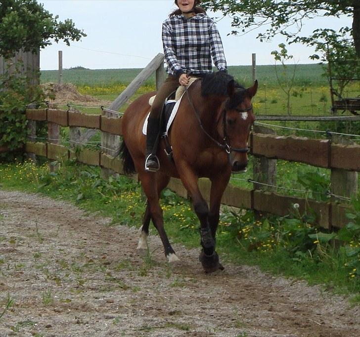 Fuldblod (XX) Fourier (DEN) - tilbageleveret - Afslapning :) billede 9