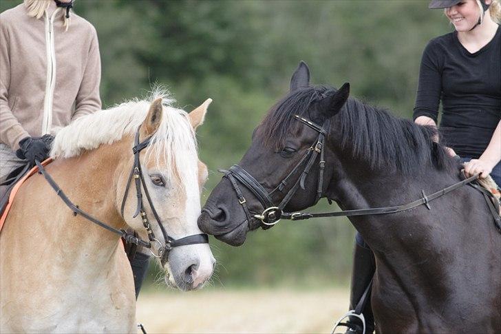 Anden særlig race Noah - A friend is someone who knows the song in your heart, and can sing it back to you when you have forgotten the words." billede 1