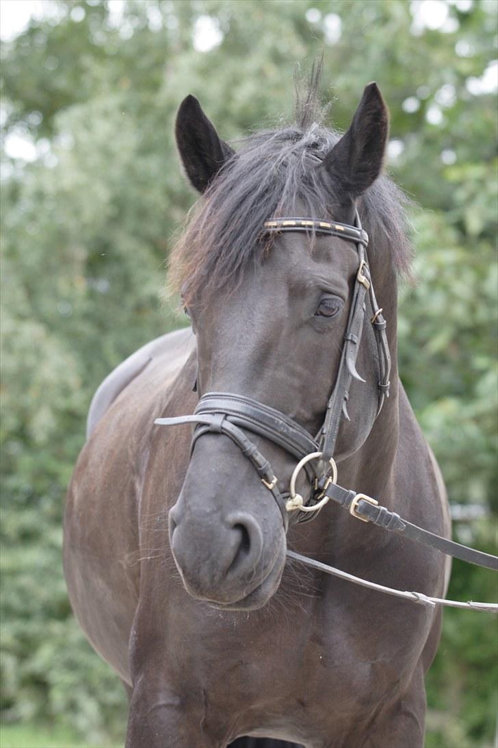 Anden særlig race Noah - ...wanna stay right here, till the seas run dry<3 billede 3