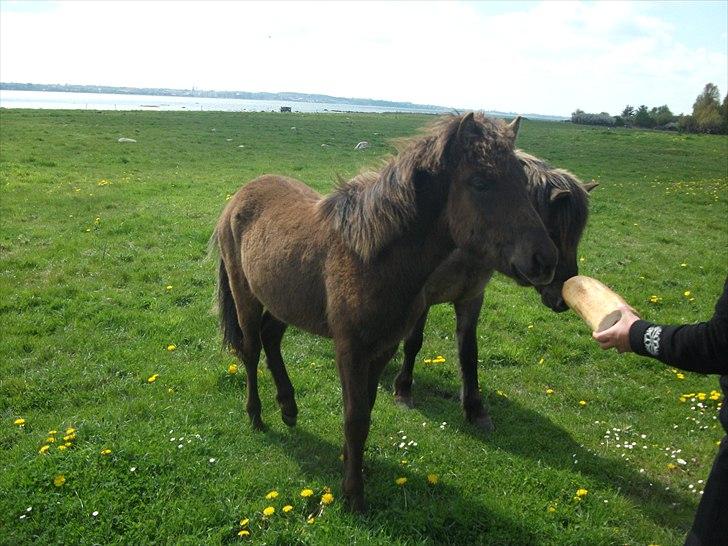 Islænder Draupnir fra Lykkegård *udlånt* - maj billede 10