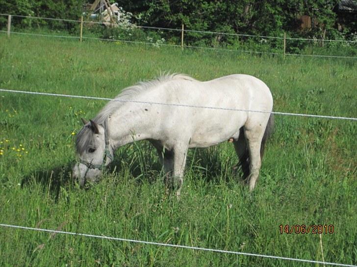 Knabstrupper Vores Tempo *Stjerne-pony* - Første dag vi havde ham :) billede 4