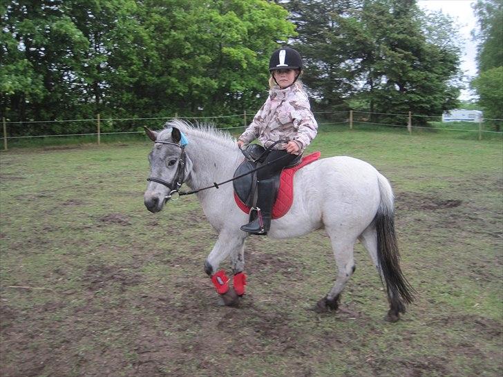 Knabstrupper Vores Tempo *Stjerne-pony* -  Hyggelig ridetur ;D billede 7