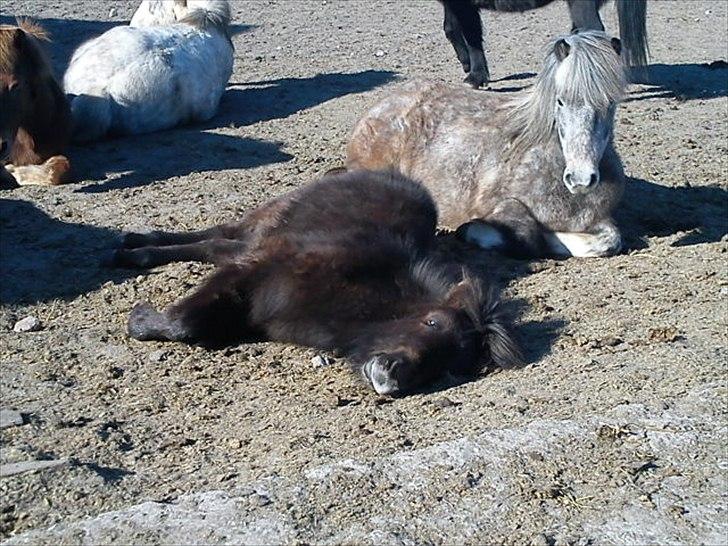 Islænder Draupnir fra Lykkegård *udlånt* - forår 2011 billede 12