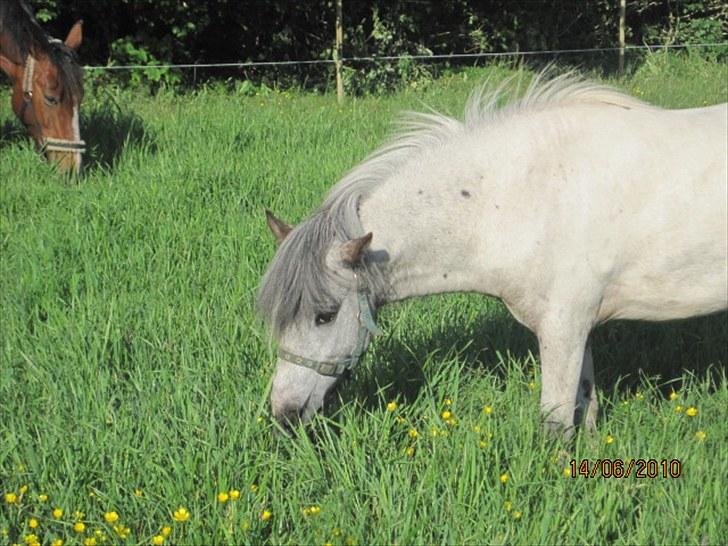 Knabstrupper Vores Tempo *Stjerne-pony* - Hold da op en masse mad  billede 9