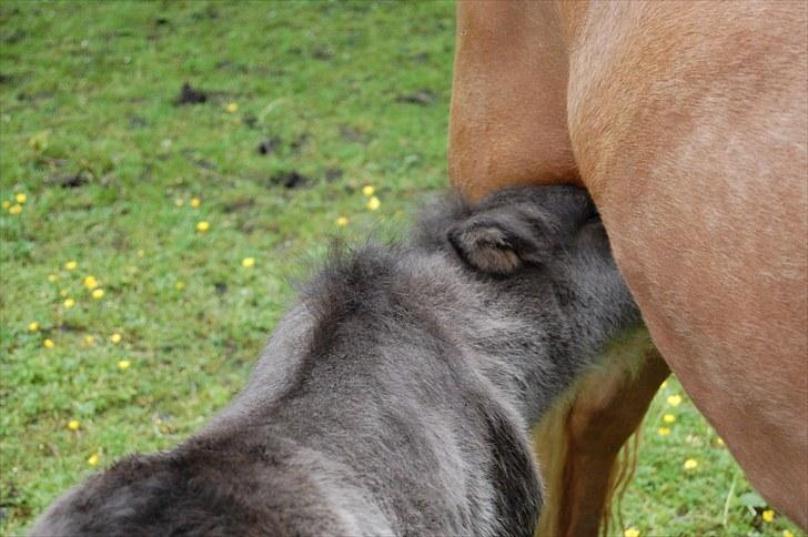 Islænder Draupnir fra Lykkegård *udlånt* billede 14