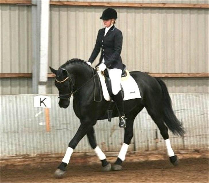 Anden særlig race Noah - ..Love you so it hurts my soul, Can you forgive me ? <3 billede 4