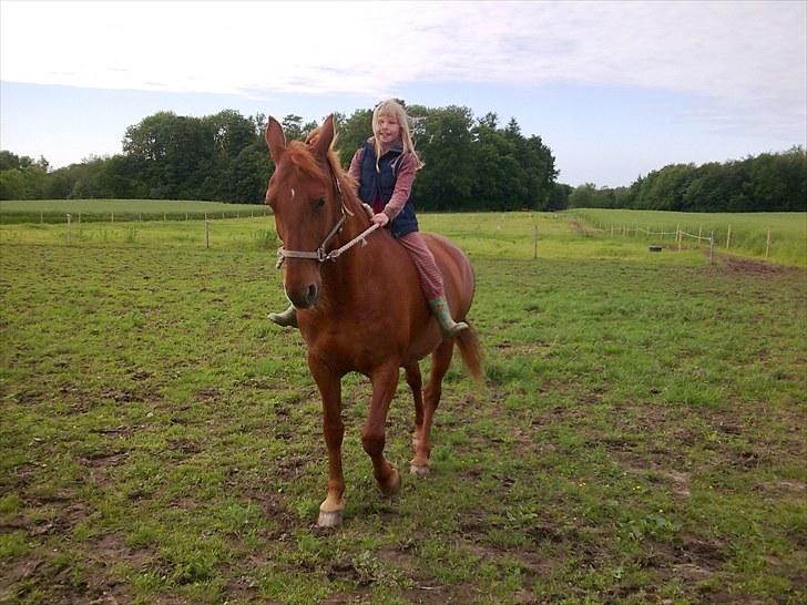 Frederiksborg vivaldi"s sunshine R.I.P - caroline rider bid løst hjem fra folden billede 15