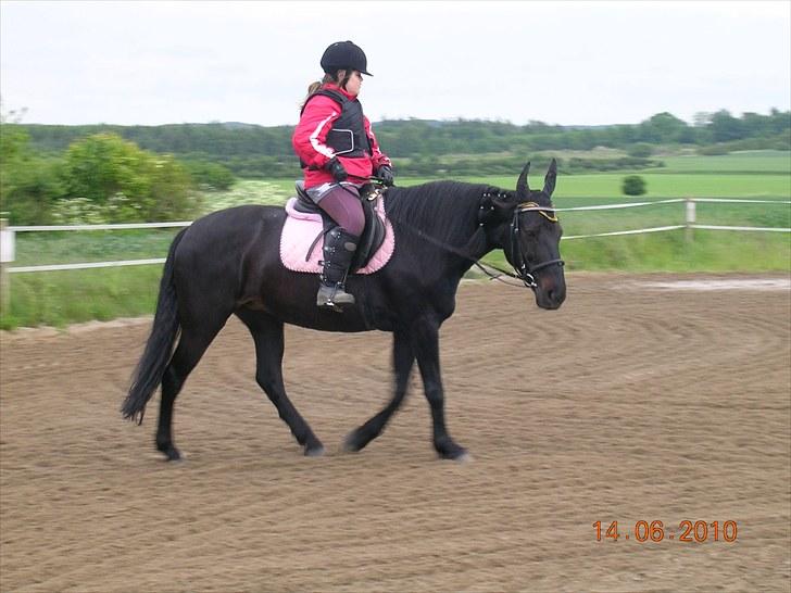Anden særlig race Shikira "Leveret tilbage" billede 11