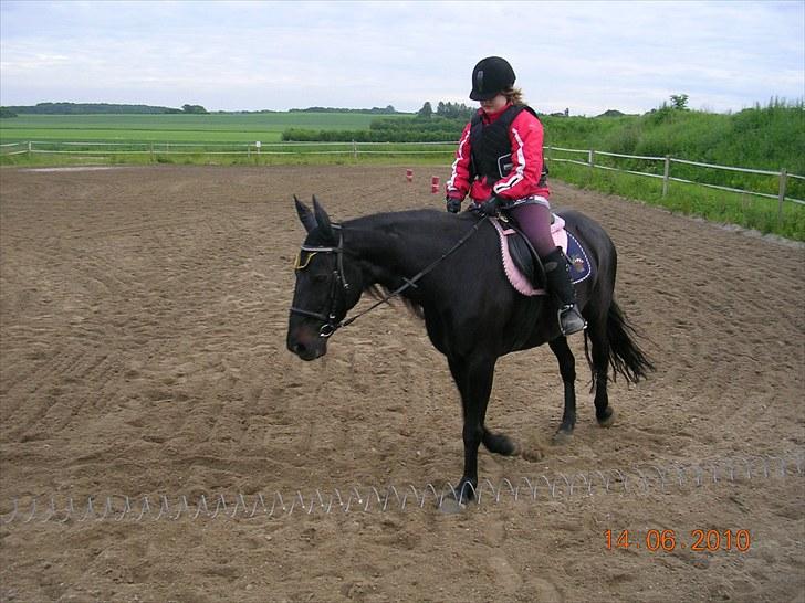 Anden særlig race Shikira "Leveret tilbage" billede 12