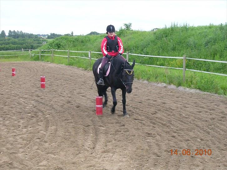 Anden særlig race Shikira "Leveret tilbage" billede 13