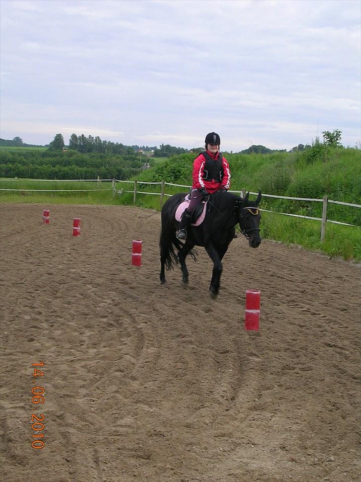 Anden særlig race Shikira "Leveret tilbage" billede 15