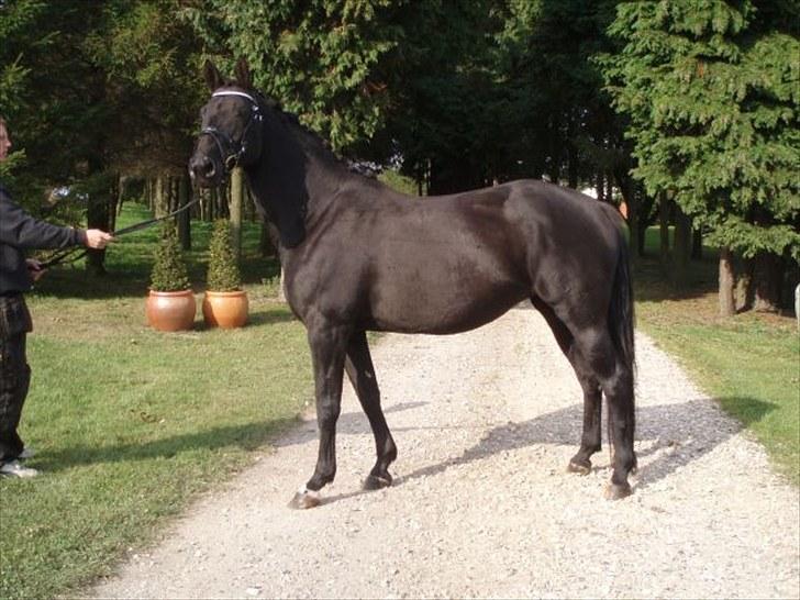 Trakehner Kosova R billede 1