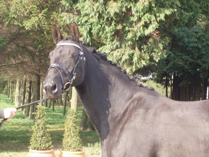 Trakehner Kosova R billede 2