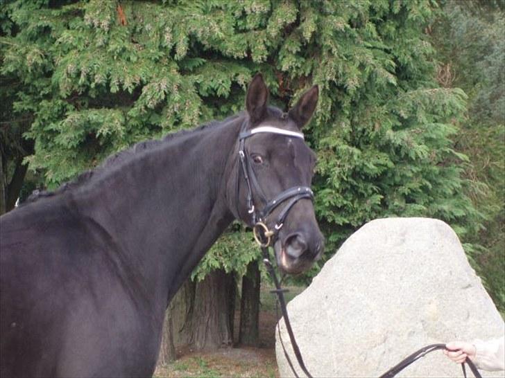 Trakehner Kosova R billede 3