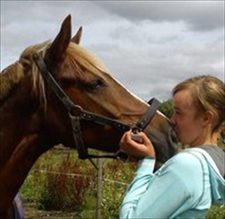 Tysk Sportspony Pasadina R.I.P - <3 <3 <3 billede 2