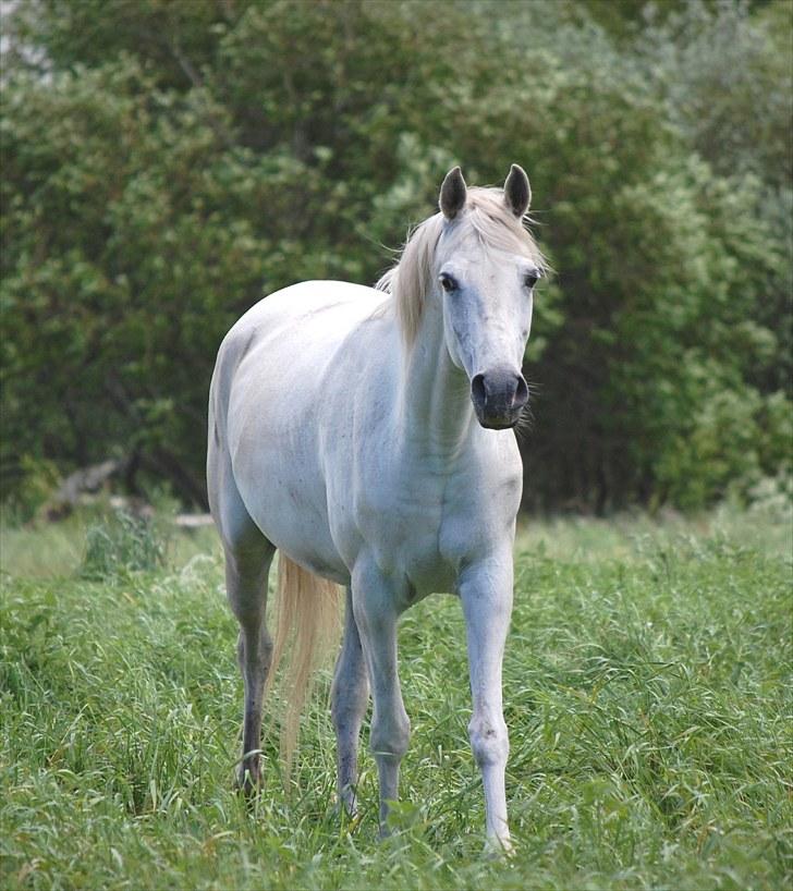 Arabisk fuldblod (OX) Fertilla billede 5
