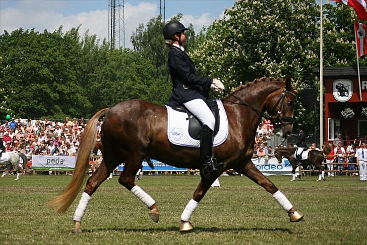 Tysk Sportspony Pasadina R.I.P - Pasadina  - FANTASTISK dejlig pony billede 3