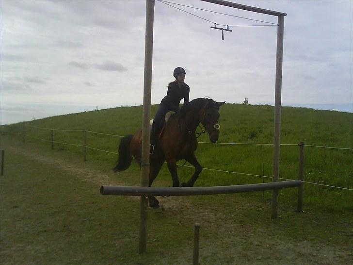 Anden særlig race Westfaler Elated (solgt) billede 9