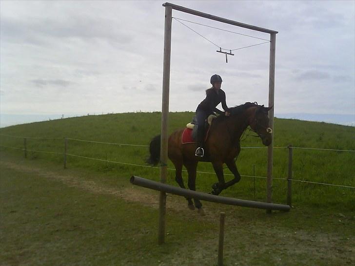 Anden særlig race Westfaler Elated (solgt) billede 10