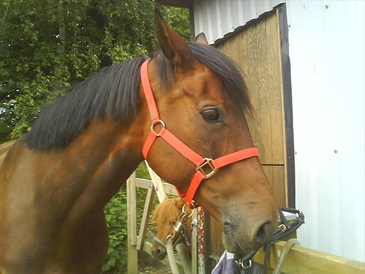 Anden særlig race Westfaler Elated (solgt) billede 11