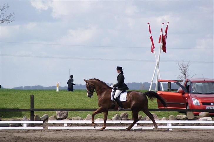 Hollandsk Varmblod Victor billede 3