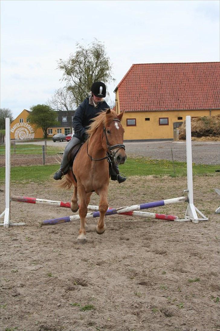 Anden særlig race Mintün Kirkaba R.I.P billede 16