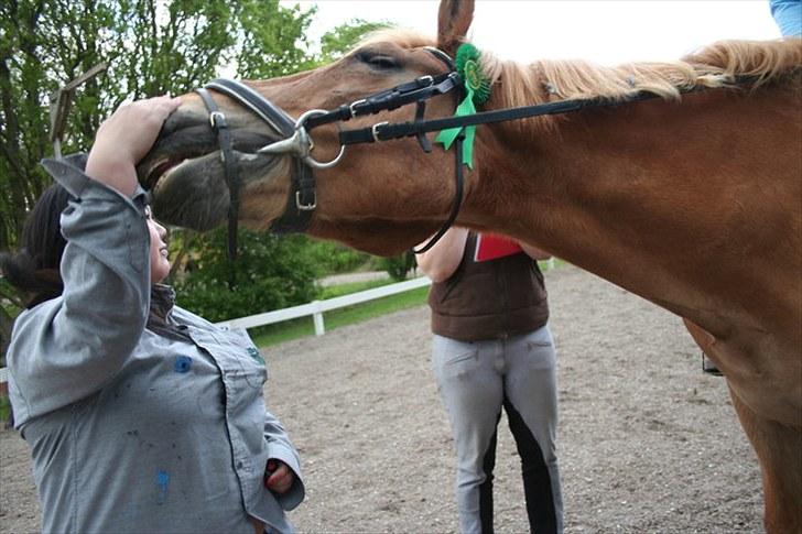 Anden særlig race Mintün Kirkaba R.I.P billede 17