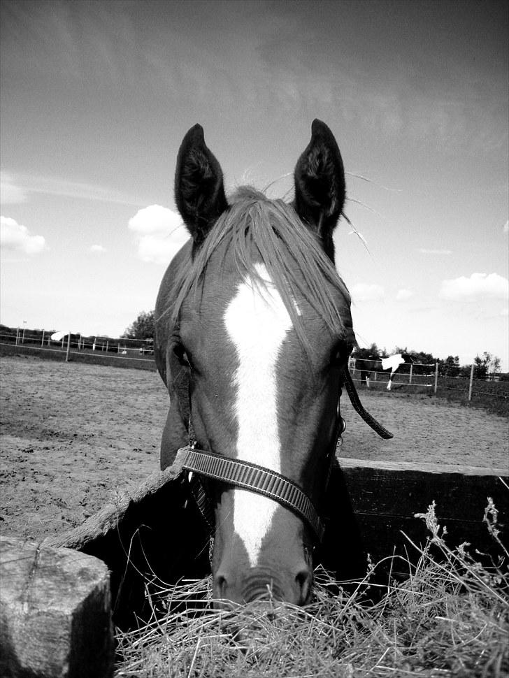 Sportsaraber (A) Til minde om CS Kadar el Akela - Nr. 14 billede 14