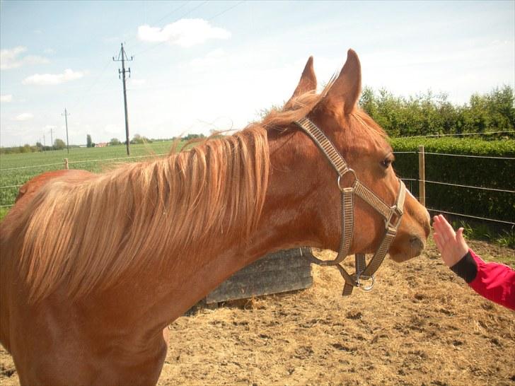 Sportsaraber (A) Til minde om CS Kadar el Akela - Nr. 15 billede 15