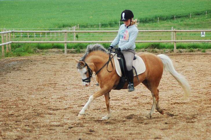 Welsh Mountain (sec A) Femke *savnet* billede 14