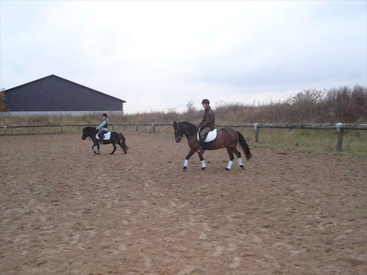 Anden særlig race lucas kahlua - Du er min lille dressur stjerne :-) billede 6