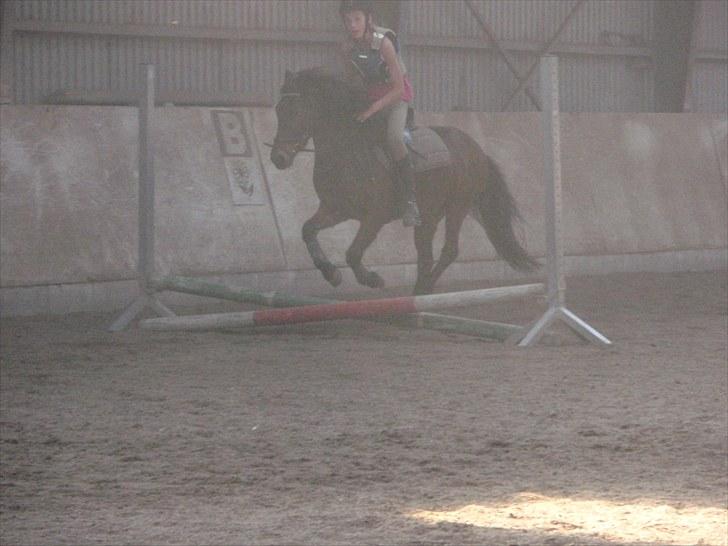 Anden særlig race lucas kahlua - første spring sammen :-) billede 4