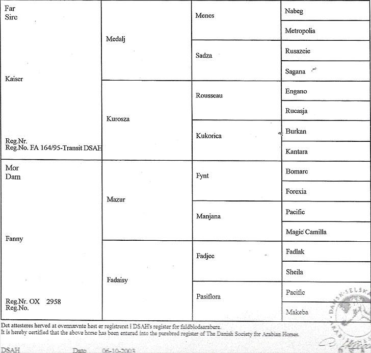 Arabisk fuldblod (OX) Kaicha billede 13