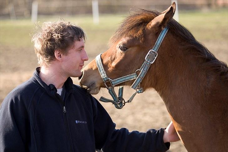 Arabisk fuldblod (OX) FE Shadiva - Foto: Leif Bengtsson billede 9