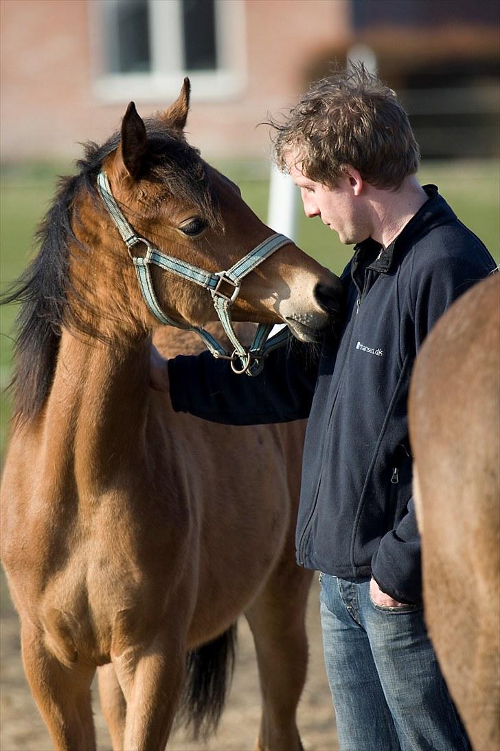 Arabisk fuldblod (OX) FE Shadiva - Foto: Leif Bengtsson billede 10