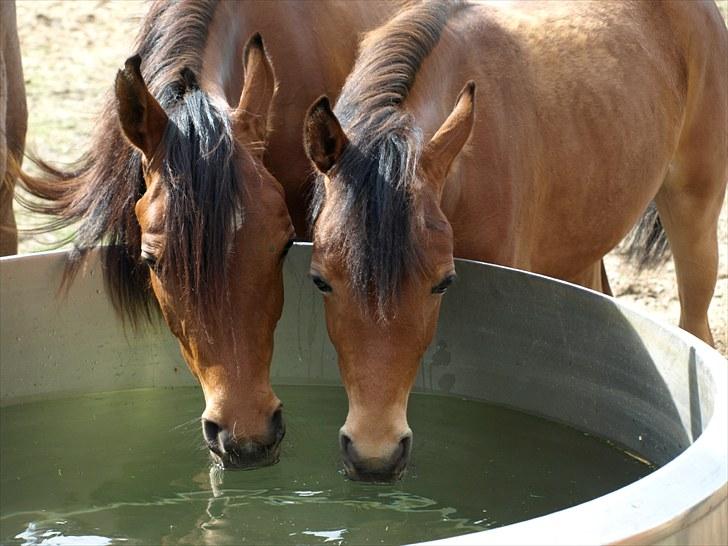 Arabisk fuldblod (OX) FE Shadiva - Shadiva med storesøster Sherifa :) billede 11