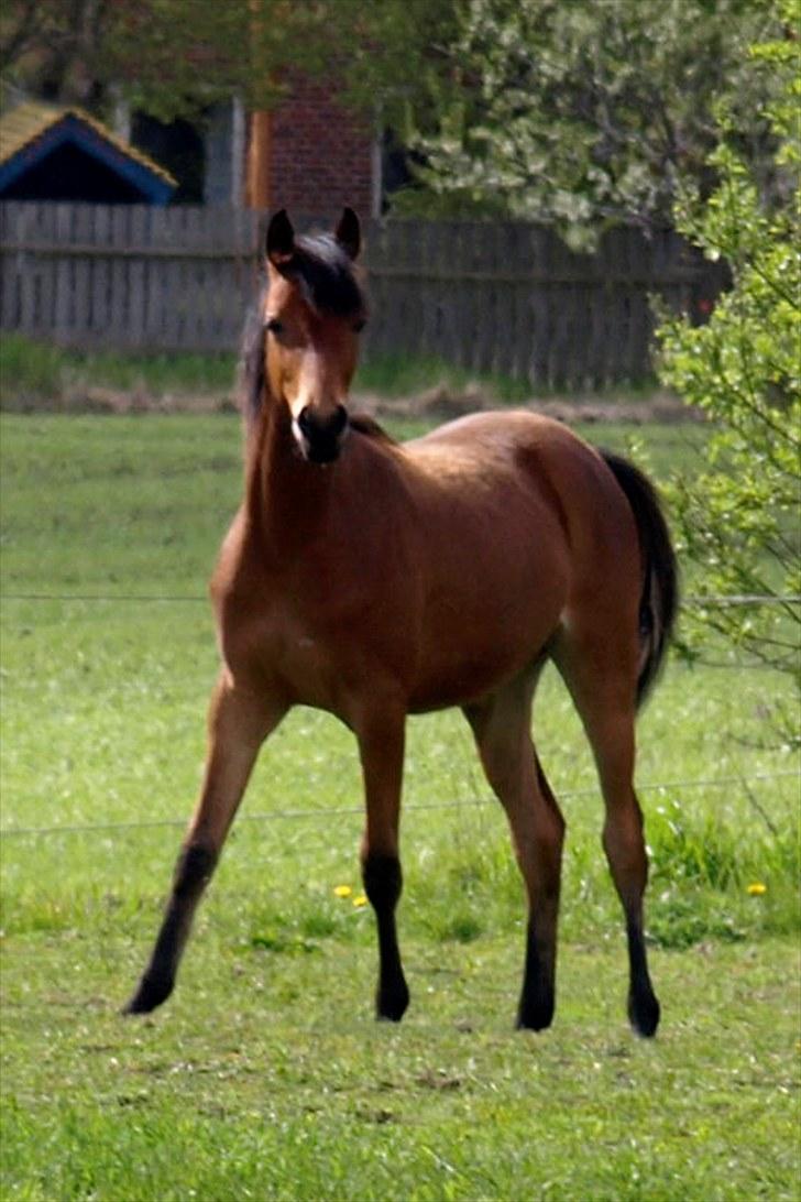 Arabisk fuldblod (OX) FE Shadiva billede 12