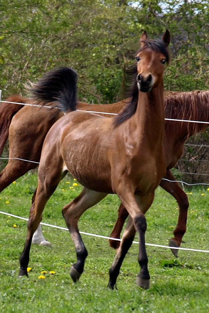 Arabisk fuldblod (OX) FE Shadiva billede 13