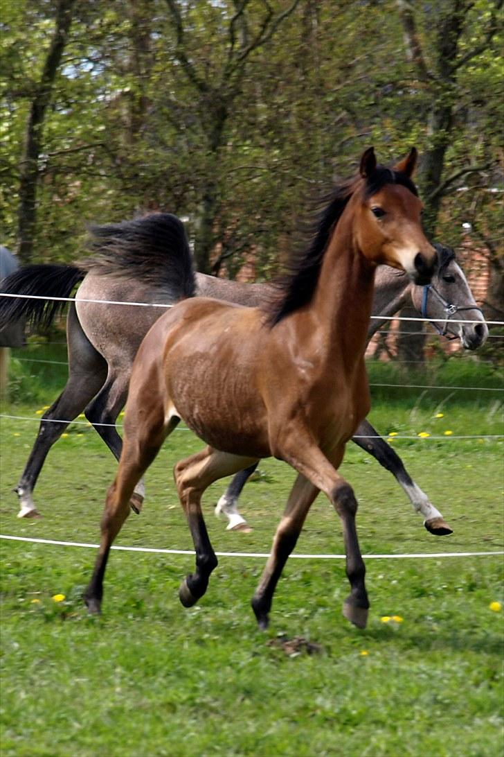 Arabisk fuldblod (OX) FE Shadiva billede 14