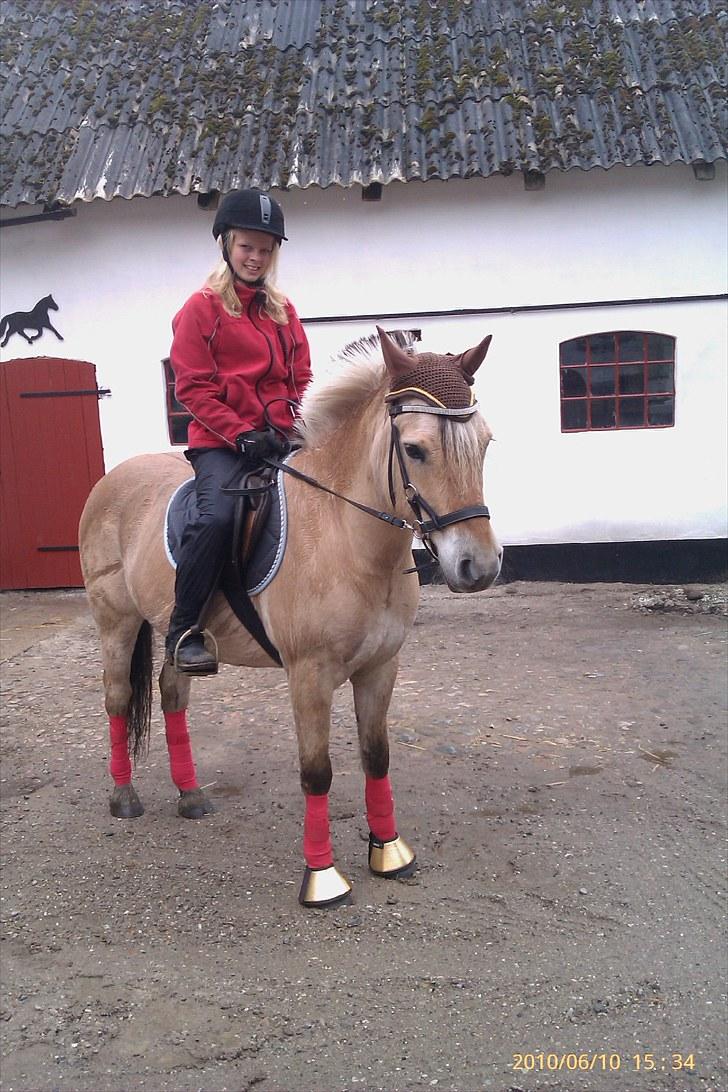 Fjordhest Romeo's Fakir  R.I.P :'( - er godt billede af mig og Fakir. stine tog billedet:) billede 17