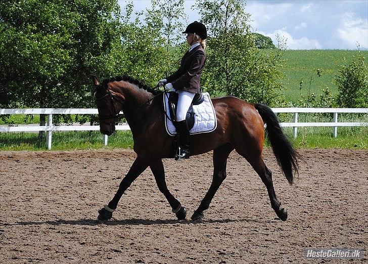 Svensk Varmblod Valdemar W - lindegaardensrideklub 2010. Foto:Rikke Bech Hansen billede 16