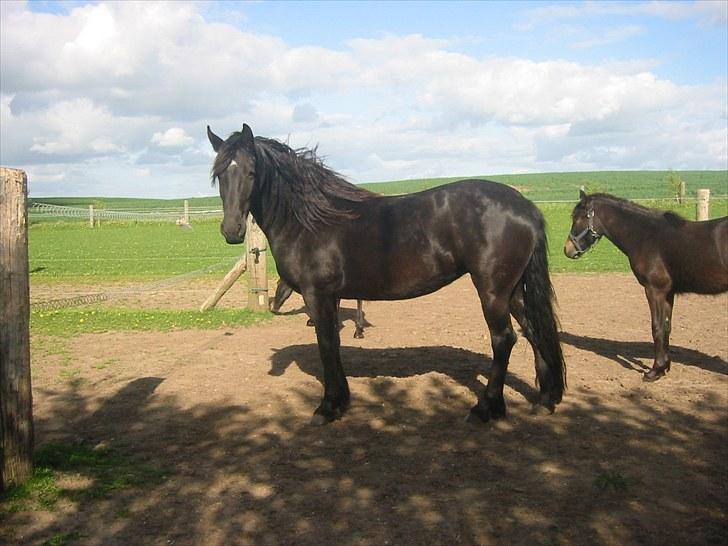 Frieser Tjitske ( Trisse) billede 7