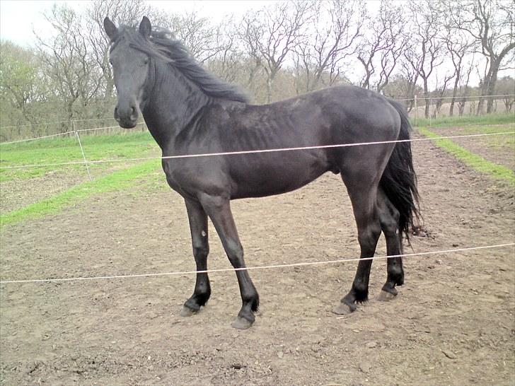 Frieser Beauty billede 10