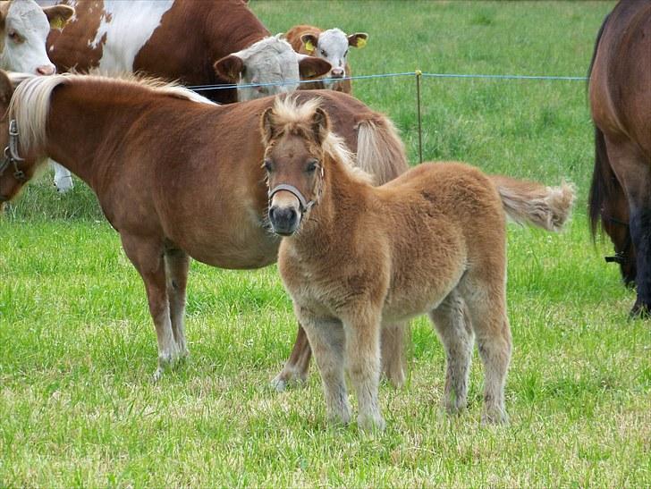 Shetlænder Bella Donna Morsbøl ( Dulle ) - bella donna  og hendes mor. billede 17